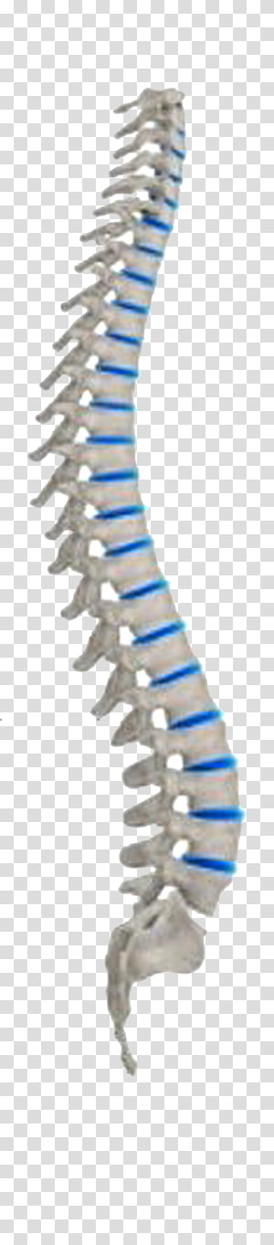 Vertebral column Neutral spine Lumbar vertebrae Ligament.