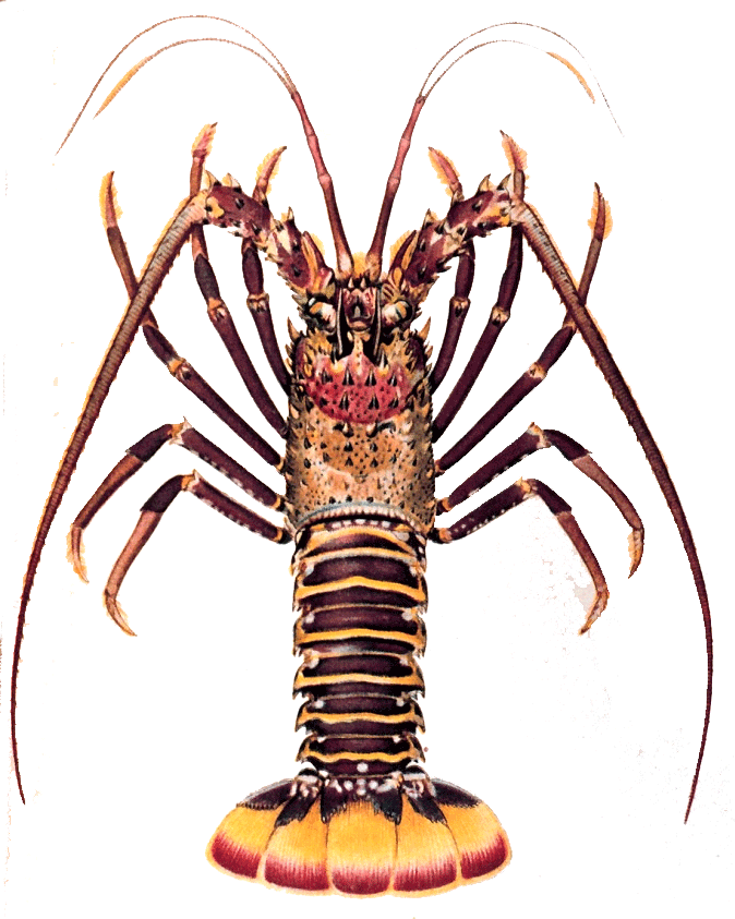 Lobster Images.