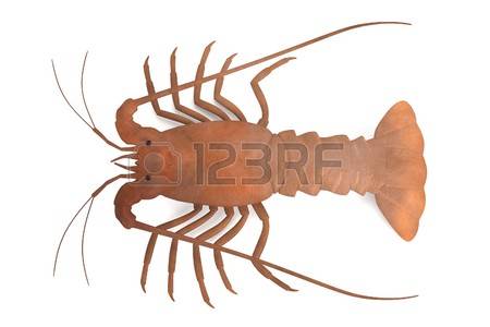 Spiny Lobster Clipart.