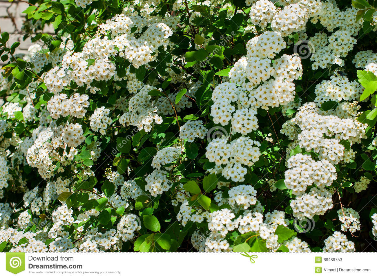 White Flowering Spirea Arguta Stock Photo.