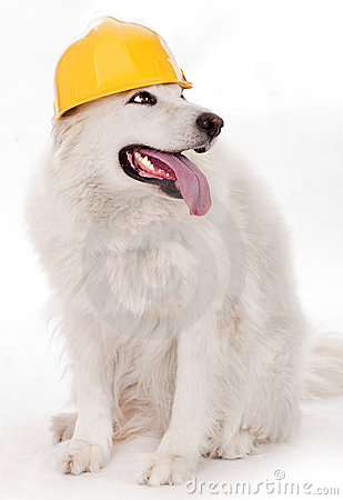 Dog Wearing Yellow Helmet Royalty Free Stock Photography.