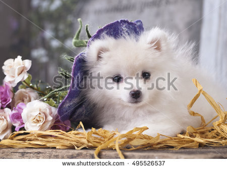 spitz In The Hat" Stock Photos, Royalty.