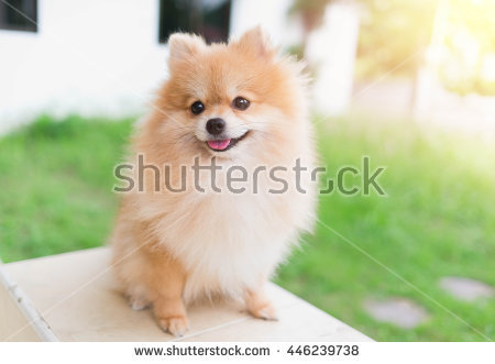 Canines Stock Photos, Royalty.
