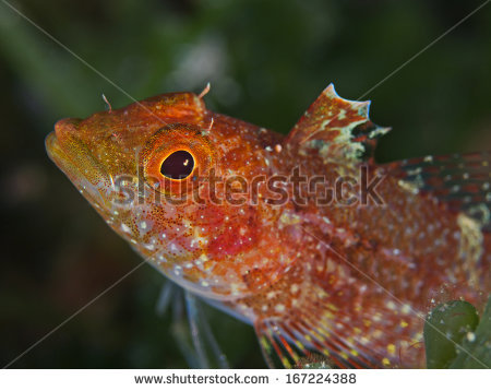 Blenny Isolated Stock Images, Royalty.