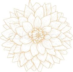 Dahlia Clipart.