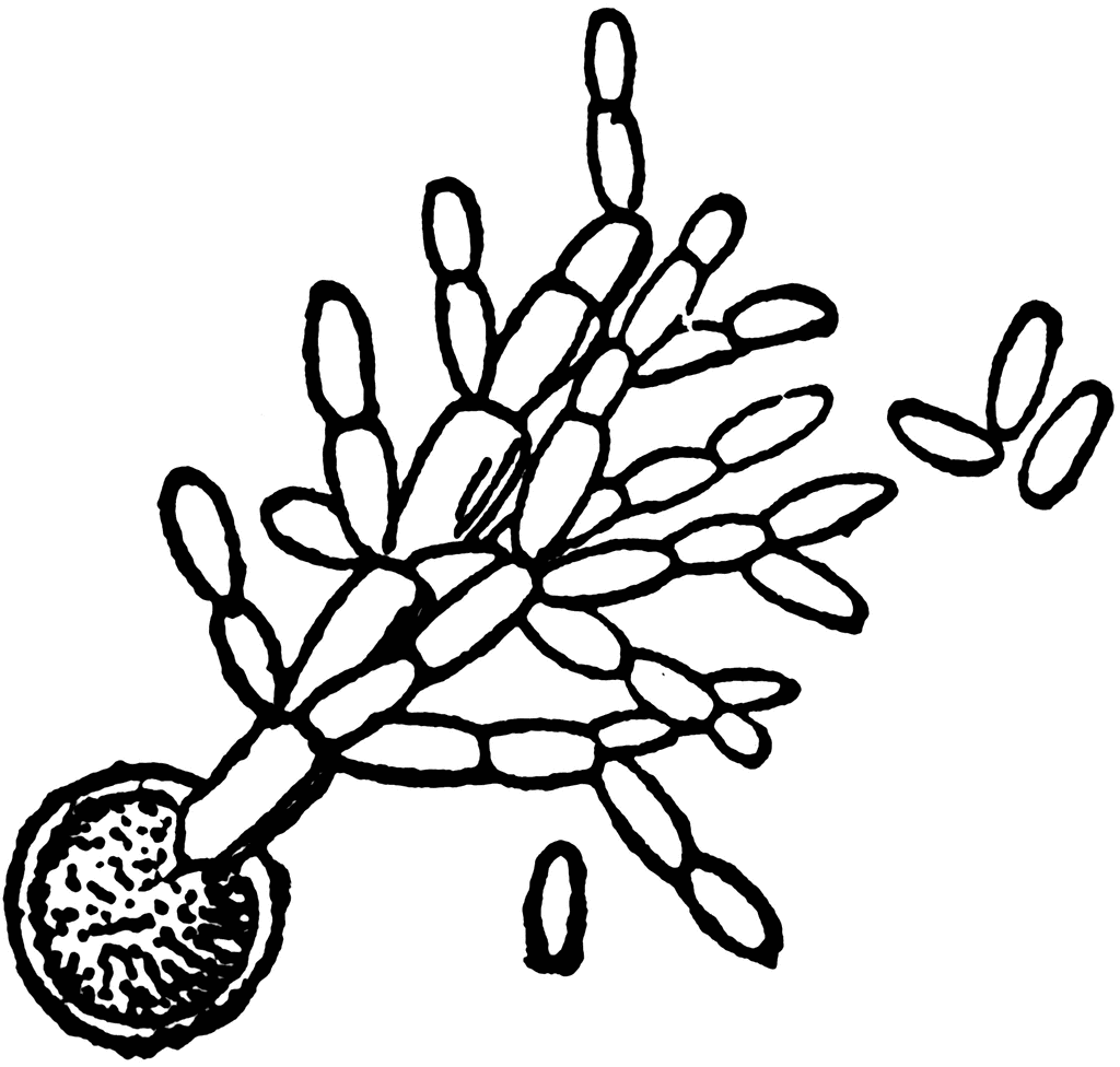 Germinating spore.