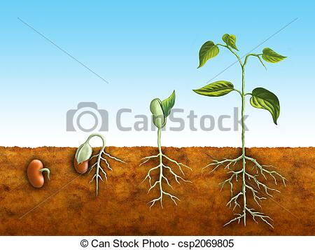 Germination Stock Photo Images. 7,449 Germination royalty free.