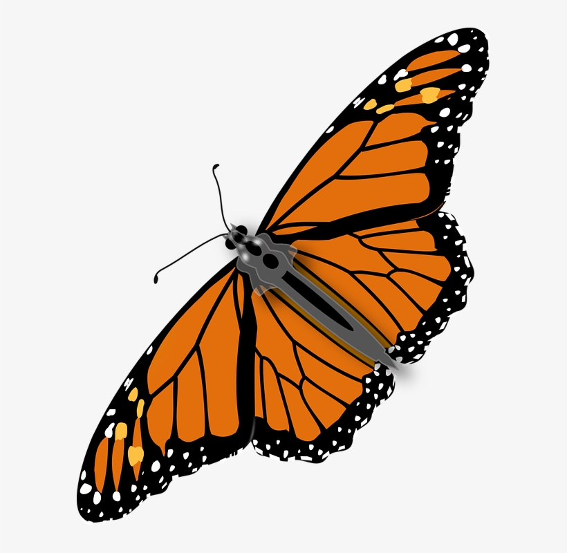 Download Free png Colorful Butterfly Clipart, Cute Graphics.