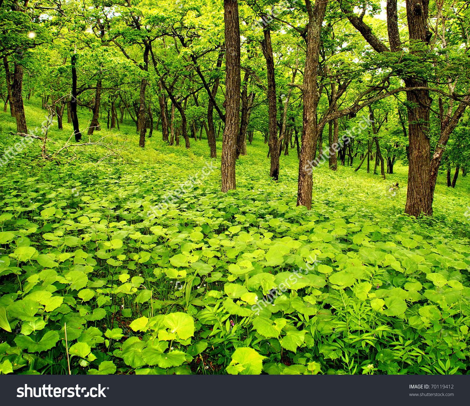 Young Spring Forest Green Leaves Stock Photo 70119412.