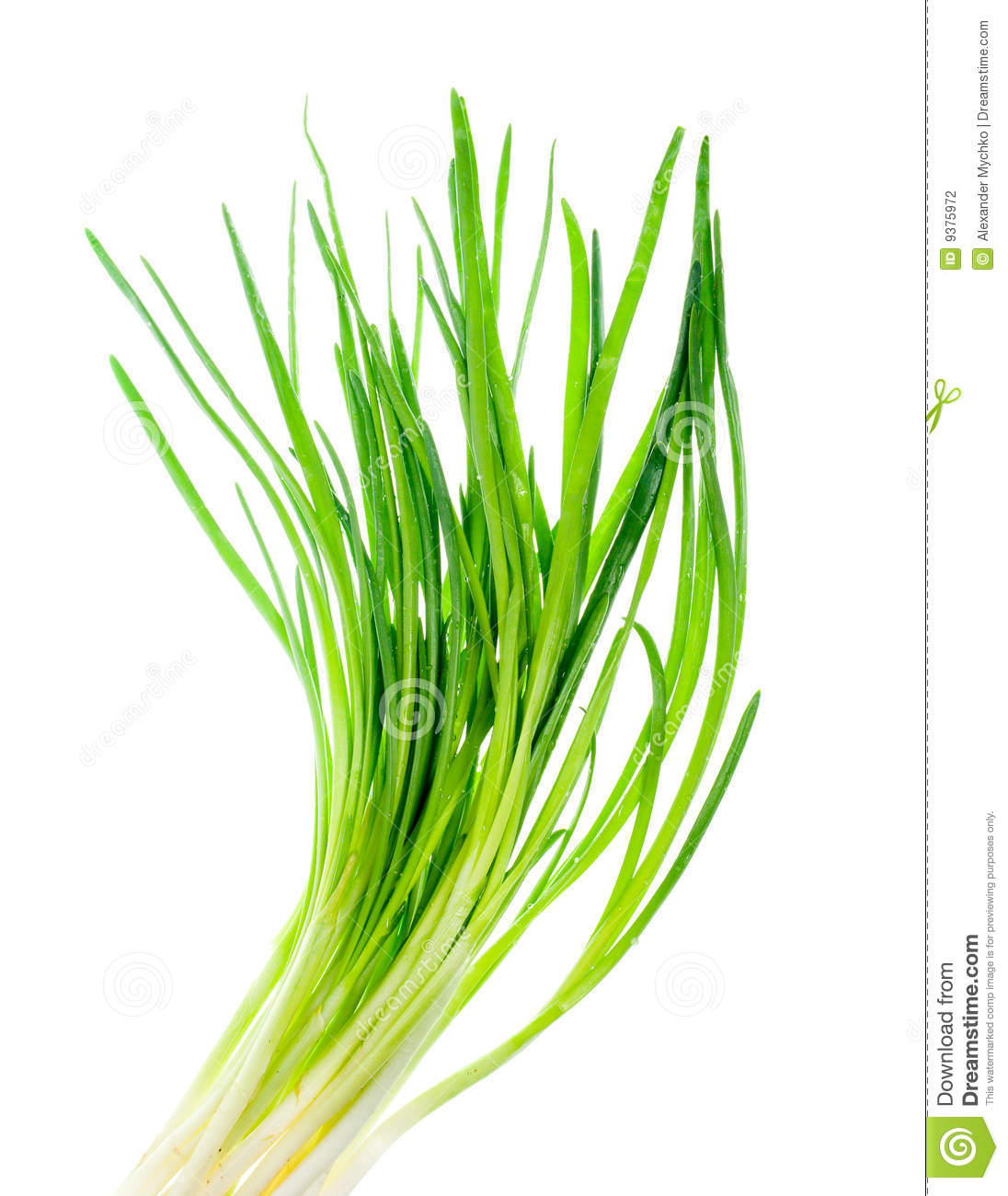 Spring onion clipart.