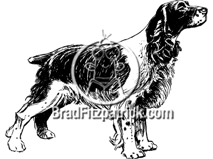 Black and White Springer Spaniel Clip Art.