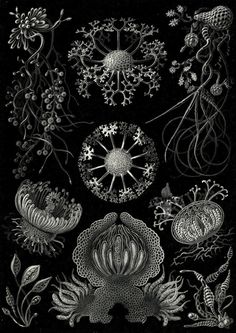 Ernst Haeckel. Spumellaria, Kunstformen der Natur (Art Forms in.