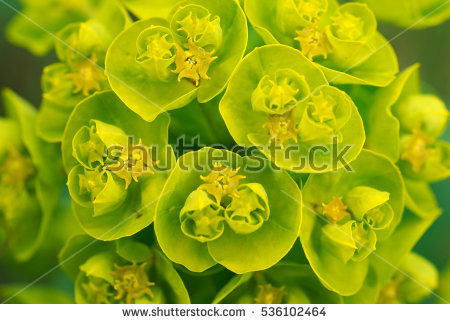 Spurge Stock Images, Royalty.
