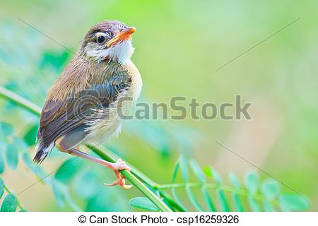 Clip Art of Bird squab learn to fly (Common Tailorbird) asia.