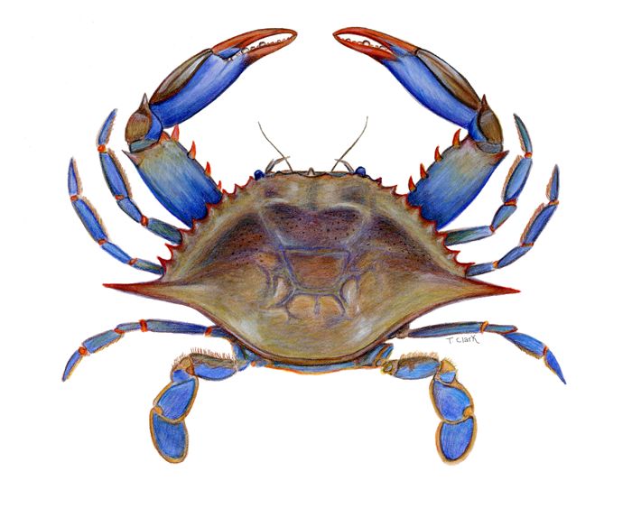 blue claw crab clipart gif