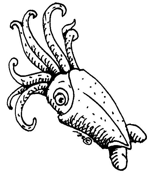 Best Squid Clipart #16961.