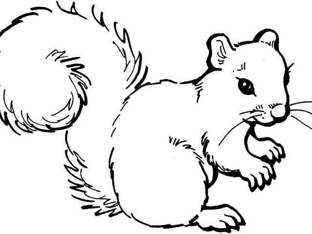 Squirrel clipart easy for free download and use images in.