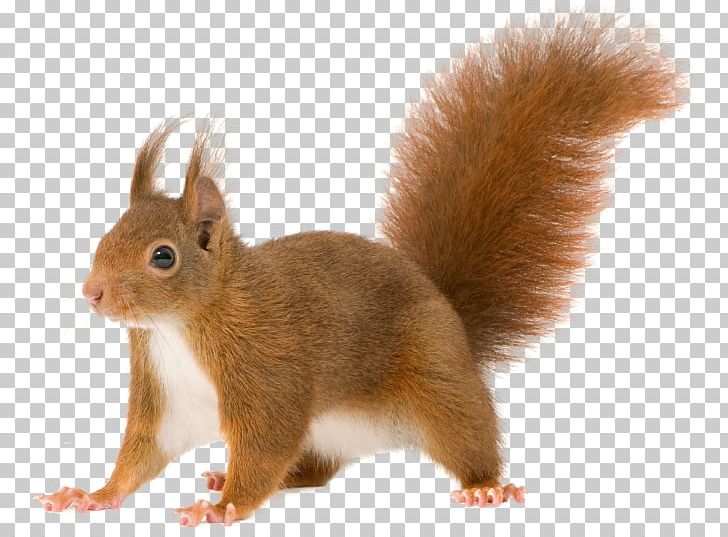 squirrel png 10 free Cliparts | Download images on Clipground 2021