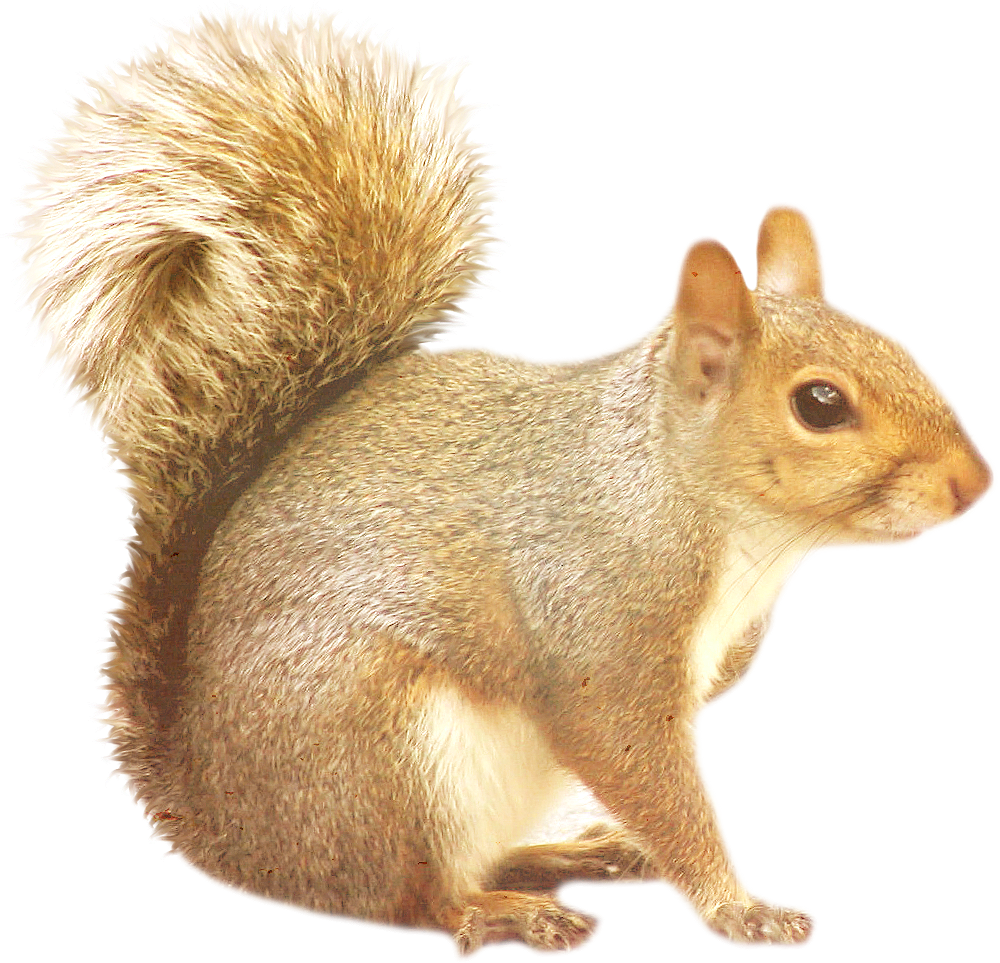 squirrel png 10 free Cliparts | Download images on Clipground 2021