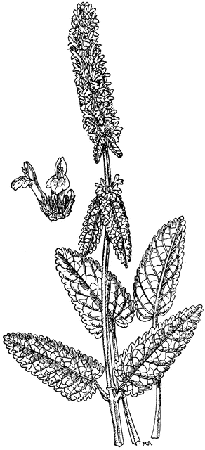 Stachys Officinalis.
