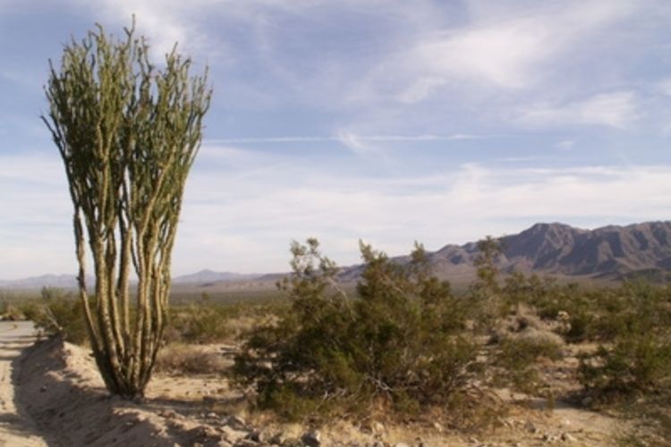 1000+ ideas about Desert Biome Plants on Pinterest.