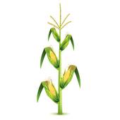 Corn Stalk Clipart (99+ images in Collection) Page 1.