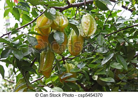 Stock Photography of Star Fruit.