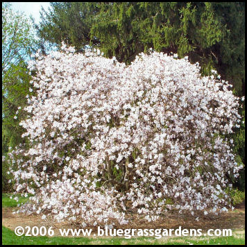 Star Magnolia Tree.