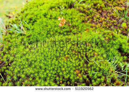 Hair Moss Stock Images, Royalty.