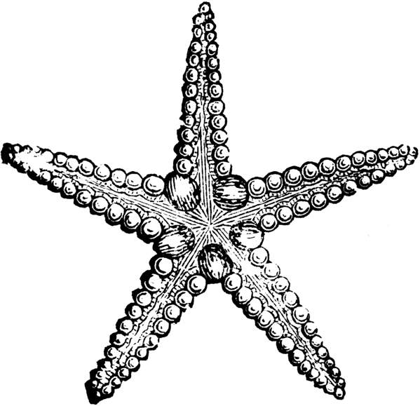 Starfish black and white clip art starfish black and white 2.