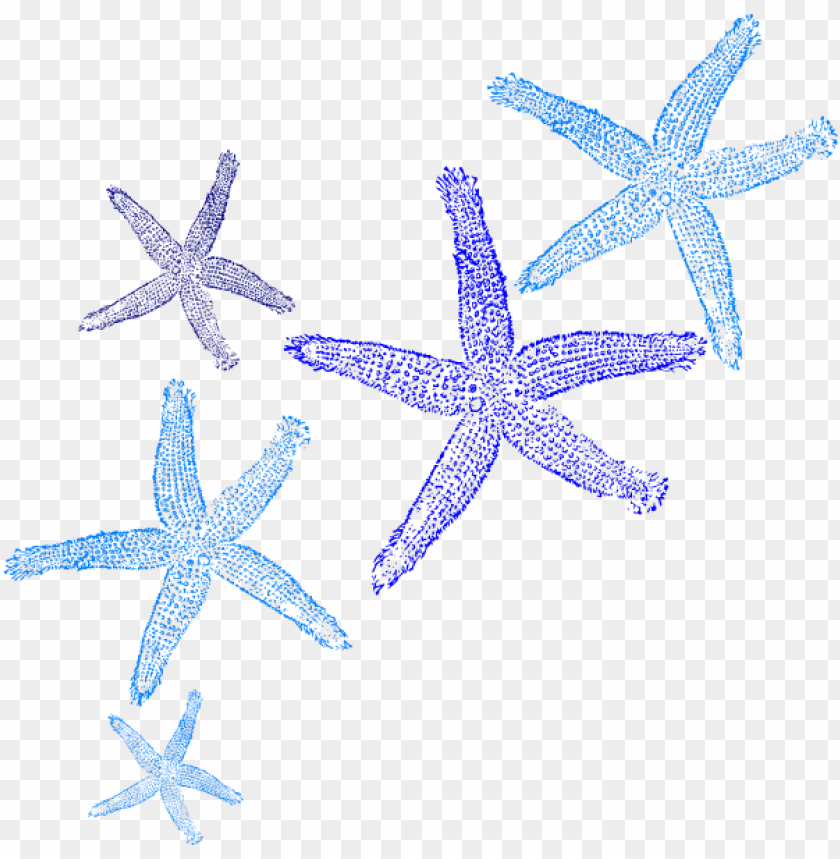 starfish clipart border PNG image with transparent.