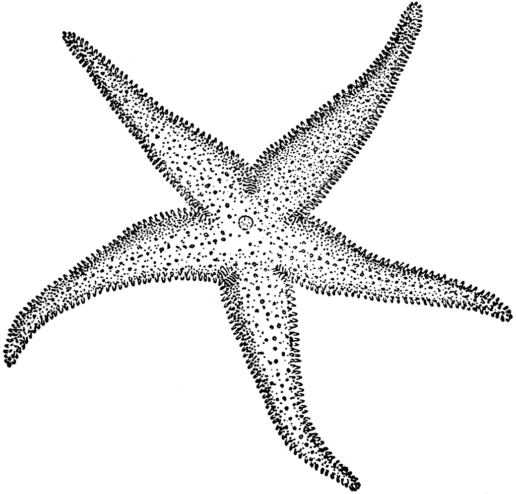 black and white starfish clipart.