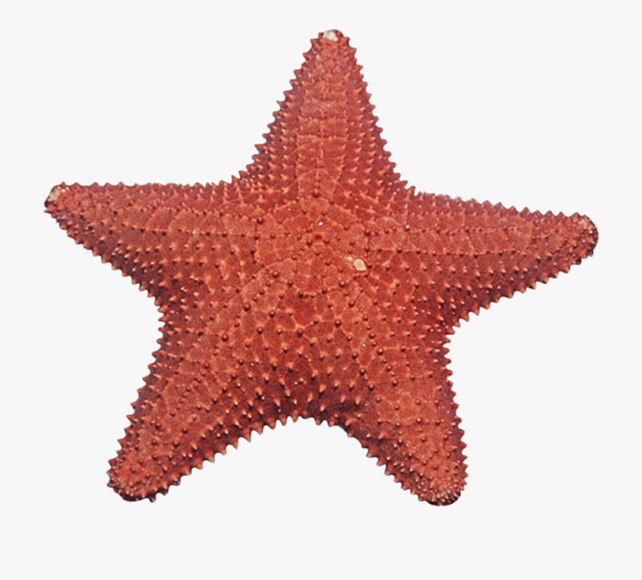 starfish clipart no background 10 free Cliparts | Download images on ...