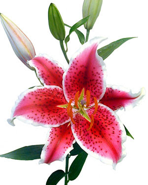 Tiger Lily Clipart.