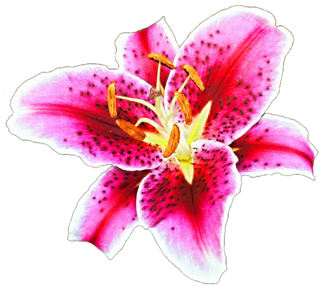 Stargazer Lily Oriental Clipart Free Cliparts Download Images On