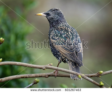 Starling Stock Images, Royalty.
