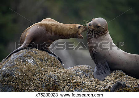 Stock Photo of Steller Sea Lions Fighting, Alaska x75230923.