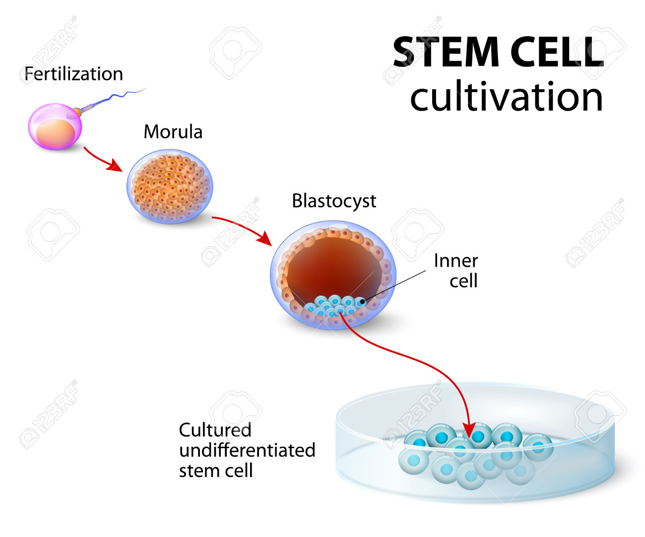 virus cultivation in cell culture