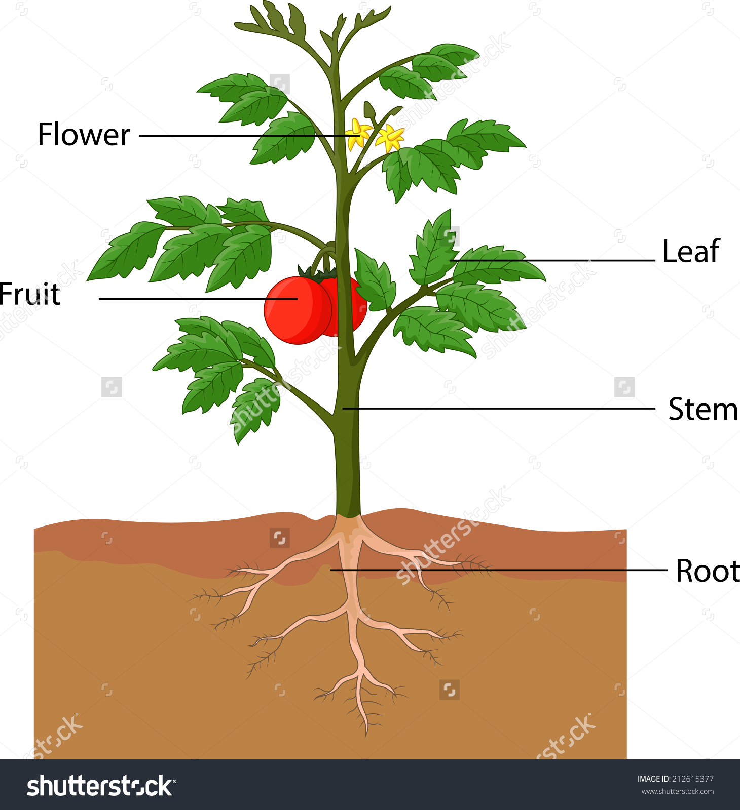 Stem parts clipart - Clipground