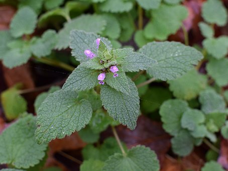 Stems wide dead nettle clipart 20 free Cliparts | Download images on ...
