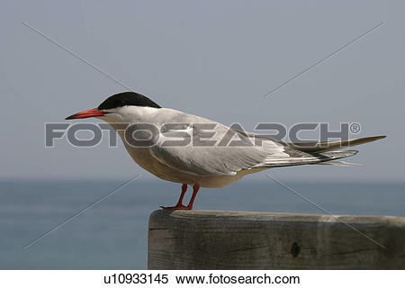 Stock Image of Common Tern(Sterna hirundo) , Jersey, British Isles.