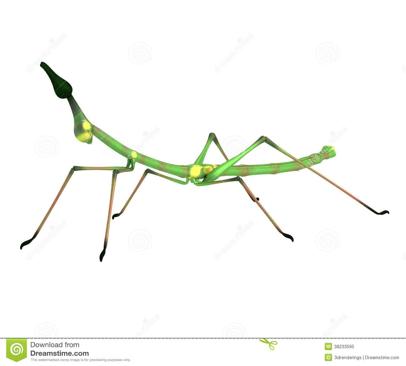Stick Insect Stock Illustrations.