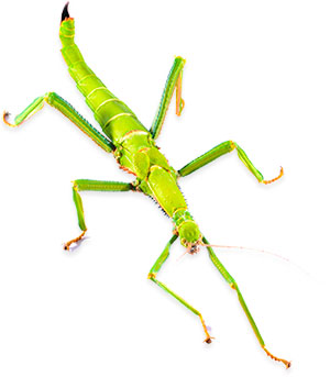 Free Insect Clipart.