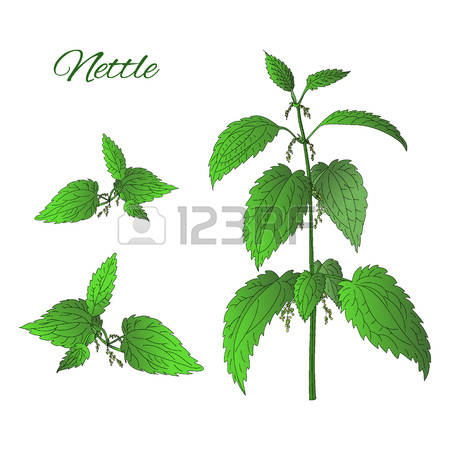 78 Stinging Nettle Stock Vector Illustration And Royalty Free.
