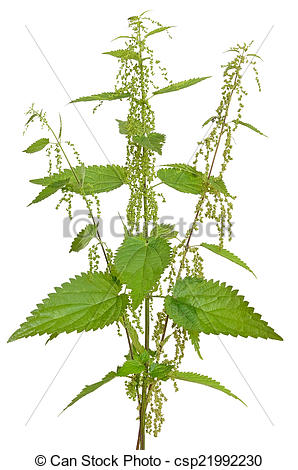 Stock Photos of Urtica urens (Stinging nettle) plant isolated on.