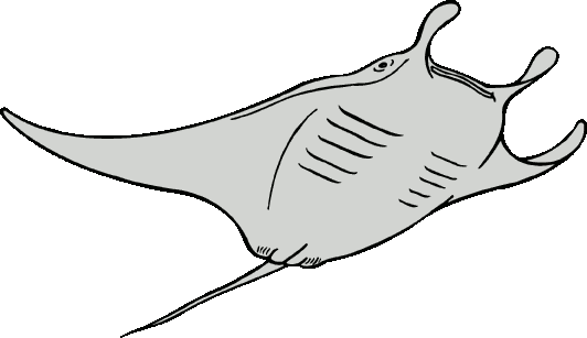 Free Stingray Clipart Black And White, Download Free Clip.