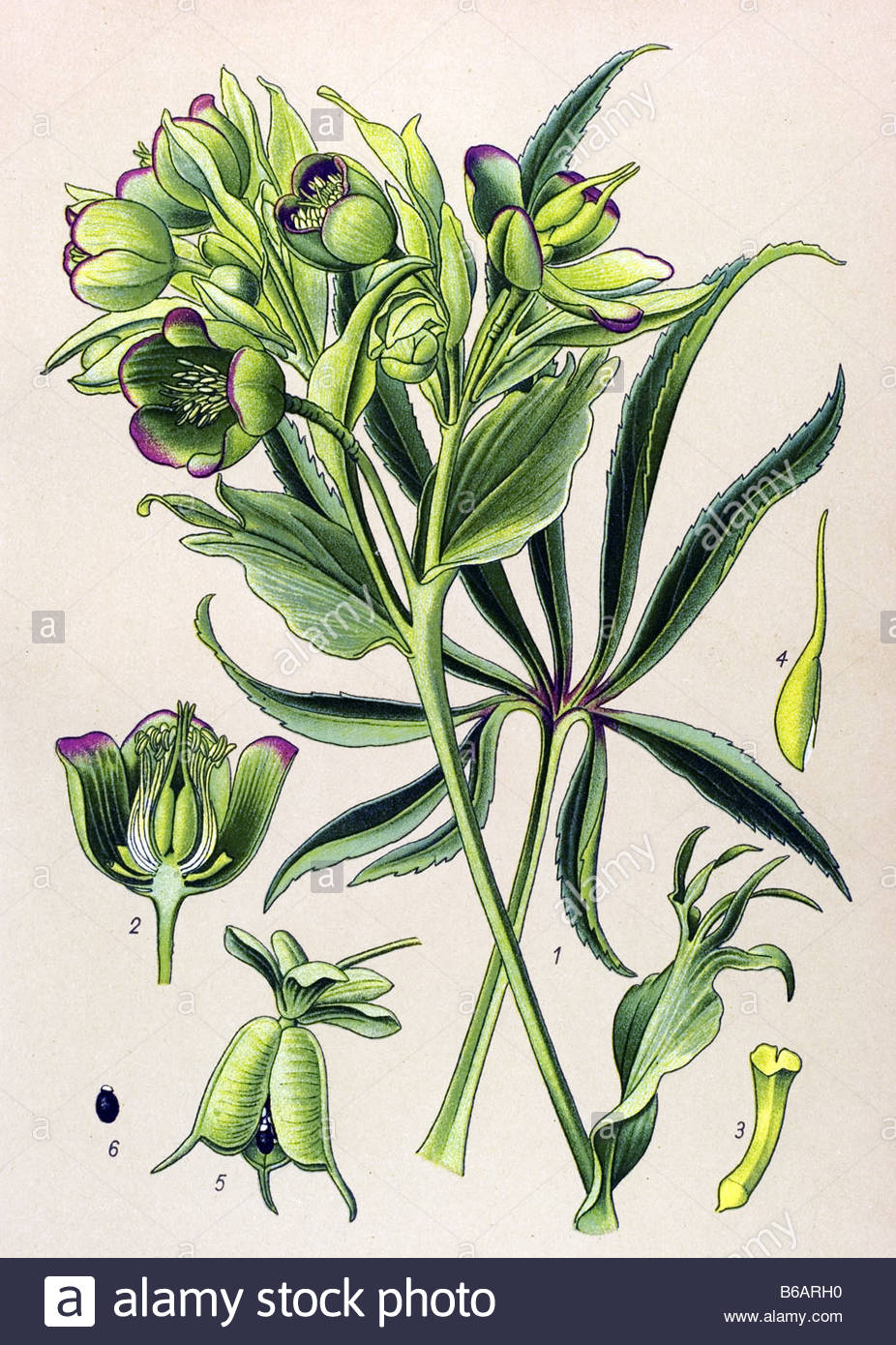 Stinking hellebore, Helleborus foetidus, poisonous plants.