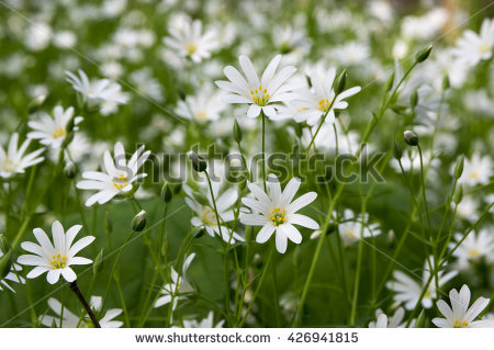 Stitchwort clipart 20 free Cliparts | Download images on Clipground 2024