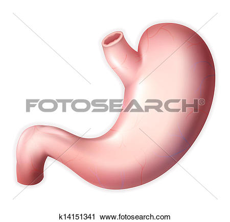 Clipart of Human stomach, eps10 k14151341.