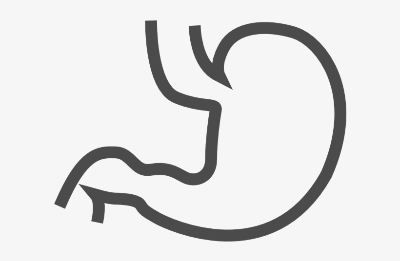 Stomach PNG Images.